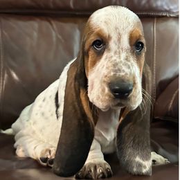 Boy 3 - Black white and brown male Basset Hound puppy in Columbia, South Carolina from Pawmetto Hounds