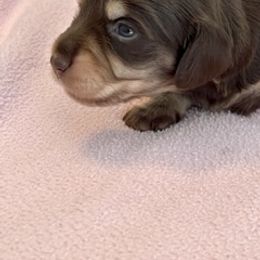 Dachshund Puppies from Little Lords & Ladies Dachshunds