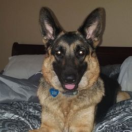 German Shepherds from Bella Blue Shepherd