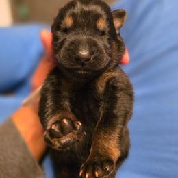 White collar (Socks) - Black and red male German Shepherd puppy in Hermitage, Pennsylvania from Shepherds of the Hundred Acres