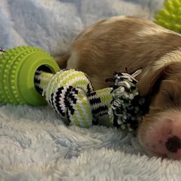 Cavalier King Charles Spaniels from Dorcas Hooks