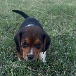 Toodles - Black white and tan male Beagle puppy in Kinta, Oklahoma from Beaver Creek Kennels