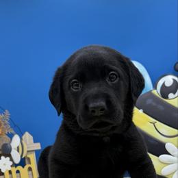Blue - Black male Labrador Retriever puppy in Heath Springs, South Carolina from Rich Hill Retrievers