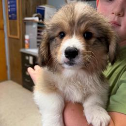 Justice - Red male Pembroke Welsh Corgi puppy in Bloomfield, Iowa from Beebe’s Corgis & Doxies
