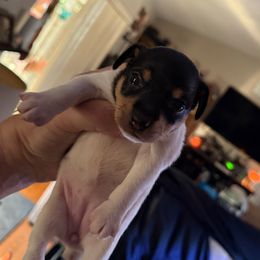 Pup A - White black and tan female Toy Fox Terrier puppy in Clermont, Florida from Debbie Hiles's Toy Fox Terriers