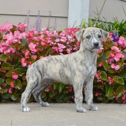 Whippet Puppies from Mardel Robeson