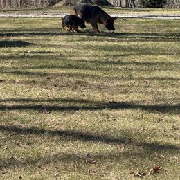 German Shepherd Puppies from Golden Ridge