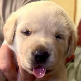 Second pick yellow female - Yellow female Labrador Retriever puppy in Louisiana from Fetchmoore’s Labrador Retrievers