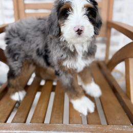 Bernedoodle and Irish Doodle Puppies from Boutique Bernedoodles & Co.