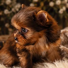 Russian Salon Dogs and Yorkshire Terriers from Hunting Hills Petit Luxe Babydolls