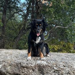 Pecos - Australian Shepherd