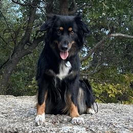 Pecos - Australian Shepherd