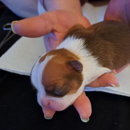 Boston Terrier Puppies from M&Bs Boston Terriers