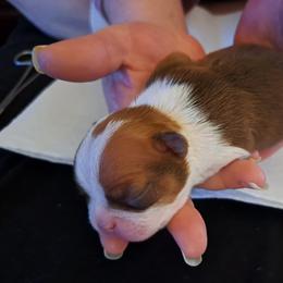 Boston Terrier Puppies from M&Bs Boston Terriers