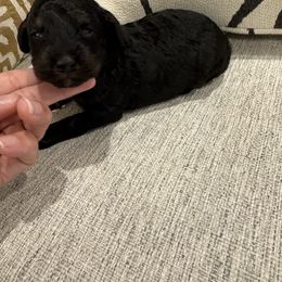 Kylo - Phantom male Poodle puppy in Queen Creek, Arizona from Prestigious Toy Poodles