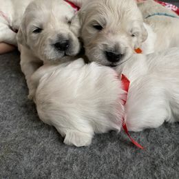 Golden Retriever Puppies from Fortunes Golden Retriever