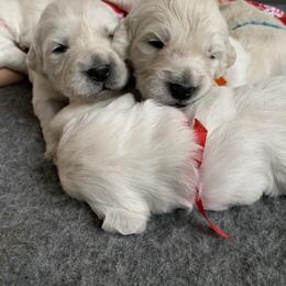 Golden Retriever Puppies from Fortunes Golden Retriever