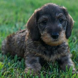 Izzy - Wild boar female Dachshund puppy in Mc Neil, Arkansas from Shining A Lowriders & Co.