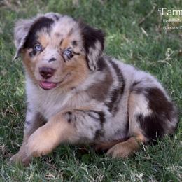 Farmall - Red merle male Miniature Australian Shepherd puppy in Evant, Texas from Lazy VT Bar Ranch
