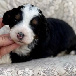 Pistachio - “Stashy” black collar - Tri-color male Bernedoodle puppy in Colorado Springs, Colorado from Mercy Mountain Bernedoodles
