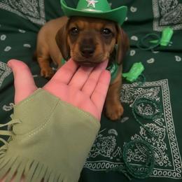 Cash - Black and cream male Dachshund puppy in Wildomar, California from Mindy's Dachshunds