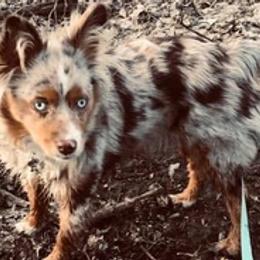 Toy Australian Shepherds from Buffalo Tree Farms
