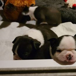 Boston Terrier Puppies from Tre Run Bostons