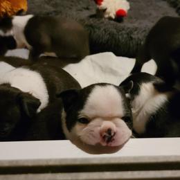 Boston Terrier Puppies from Tre Run Bostons