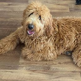 Goldendoodles from Darling Doodles