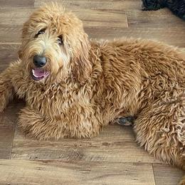 Goldendoodles from Darling Doodles