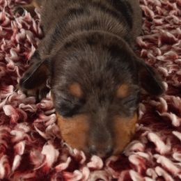 Dachshund Puppies from Jana Rae's