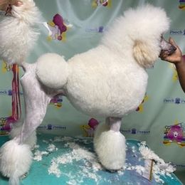 Poodles from Model Poodles
