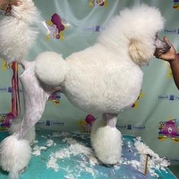 Poodles from Model Poodles
