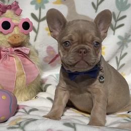 Coralie - Fawn and white female French Bulldog puppy in Hemet, California from Bowman Pups