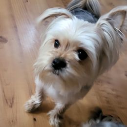 Morkies from Silvia's Morkies