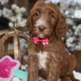Sequoia- Girl 2 - Red  female Goldendoodle puppy in Yuciapa, California from AlltheDoodlez_