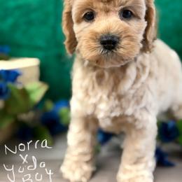 Norra Buff boy - Golden male Cockapoo puppy in Haines City, Florida from Camic Cockapoos