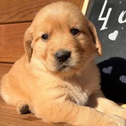 Caramel - Golden female Golden Retriever puppy in Doniphan, Missouri from Stockford’s Golden Retrievers