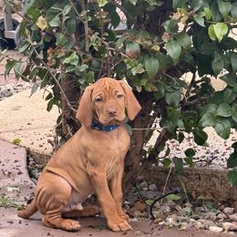 Archibald - Golden rust male Vizsla puppy in Queen Creek, Arizona from Summit Vizslas