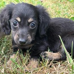 Martini - Black and cream female Dachshund puppy in Mayfield, Kentucky from H&C’s Dachshunds and Retrievers