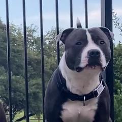 Kiko - Staffordshire Bull Terrier