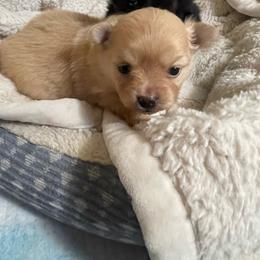 Rain - Cream female Pomeranian puppy in Liverpool, Pennsylvania from Miracles With Paws