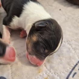Tri boy with full white collar - Black and tan male Pembroke Welsh Corgi puppy in Purcellville, Virginia from Rhone River Farm Pembroke Welsh Corgis