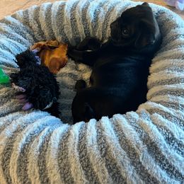 Pug Puppies from Wicked Kennel