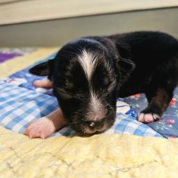Indy - Black tri male Miniature Australian Shepherd puppy in Dunnellon, Florida from Ever After Mini Aussies