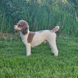 Adonis - Poodle