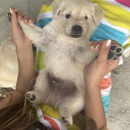 Golden Retriever Puppies from K5 Dog Services