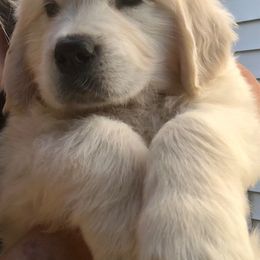 Golden Retriever Puppies from West Coast Cream Goldens