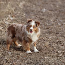 Miniature Australian Shepherd and Toy Australian Shepherd All Grown Up from Plum Creek Aussies