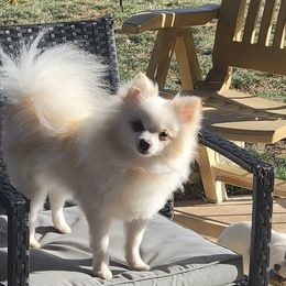 Boris - Pomeranian